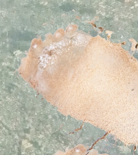 拾ったアプリでデカくなる