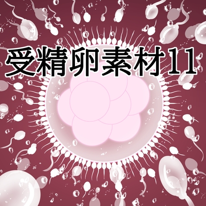 受精卵素材11