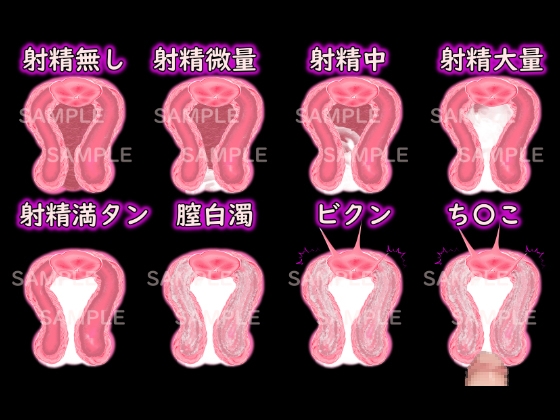 膣内射精の素材(射精量設定可能) 断面図